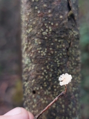 Marasmiellus affixus