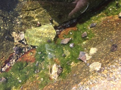 Echinolittorina aspera