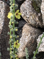 Verbascum rotundifolium