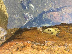 Nerita scabricosta