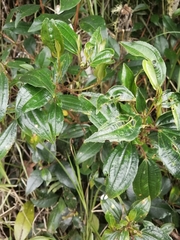 Miconia crocea