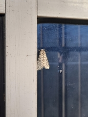 Lepidoptera