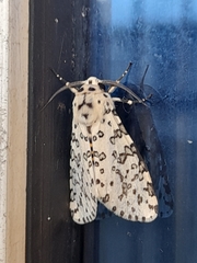 Lepidoptera