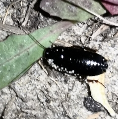 Loboptera canariensis