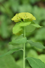 Euphorbia squamosa