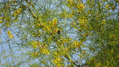 Xylocopa