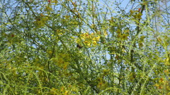 Xylocopa