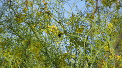 Xylocopa