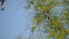 Xylocopa