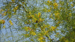 Xylocopa