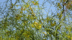 Xylocopa