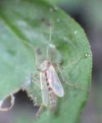 Chironomidae