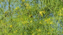 Xylocopa