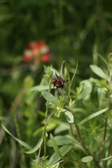 Gaillardia amblyodon
