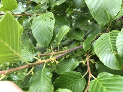 Rhamnus alpina