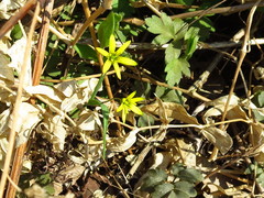 Gagea hiensis
