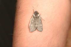 Psaphida electilis