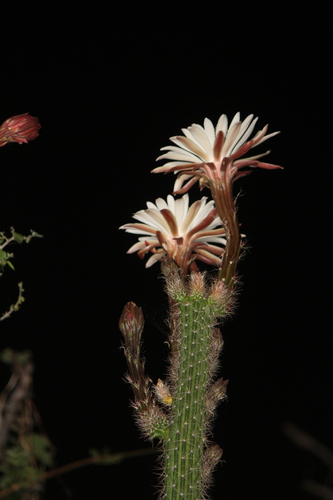 Peniocereus serpentinus