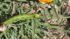 Hyles lineata