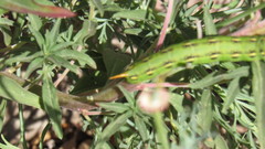 Hyles lineata