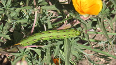 Hyles lineata