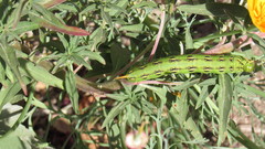 Hyles lineata