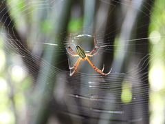 Leucauge wulingensis