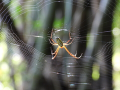 Leucauge wulingensis
