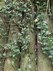 Tradescantia fluminensis