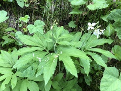 Cardamine heptaphylla