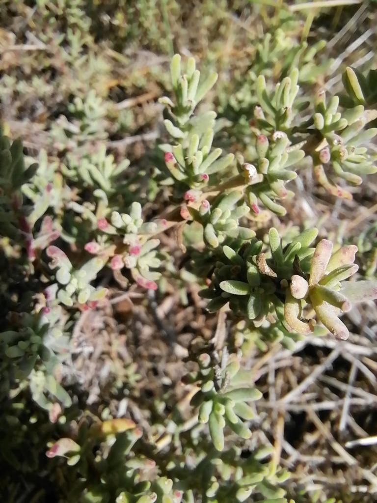 Pale dewplant from Bellville, Cape Town, South Africa on April 30, 2022 ...