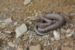 Trimeresurus gracilis