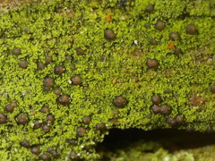 Micarea prasina