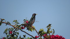 Sturnus vulgaris