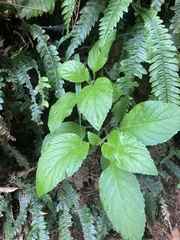 Lobelia physaloides