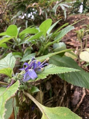 Lobelia physaloides