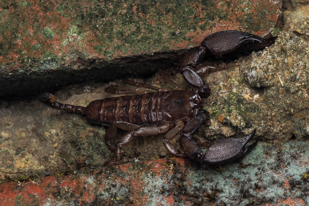 Dwarf Wood Scorpion