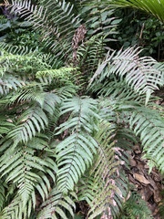 Pakau pennigera