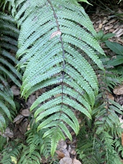 Pakau pennigera