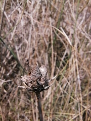 Gladiolus carinatus