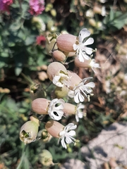 Silene vulgaris
