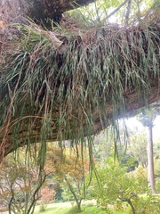 Earina mucronata