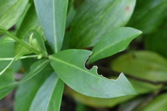 Daphne pontica