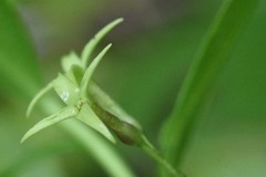 Daphne pontica