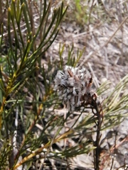 Serruria furcellata