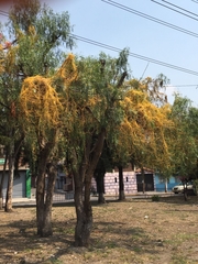 Cuscuta