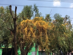 Cuscuta