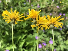 Crepis mollis