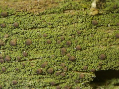 Micarea prasina