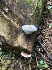 Polyporaceae